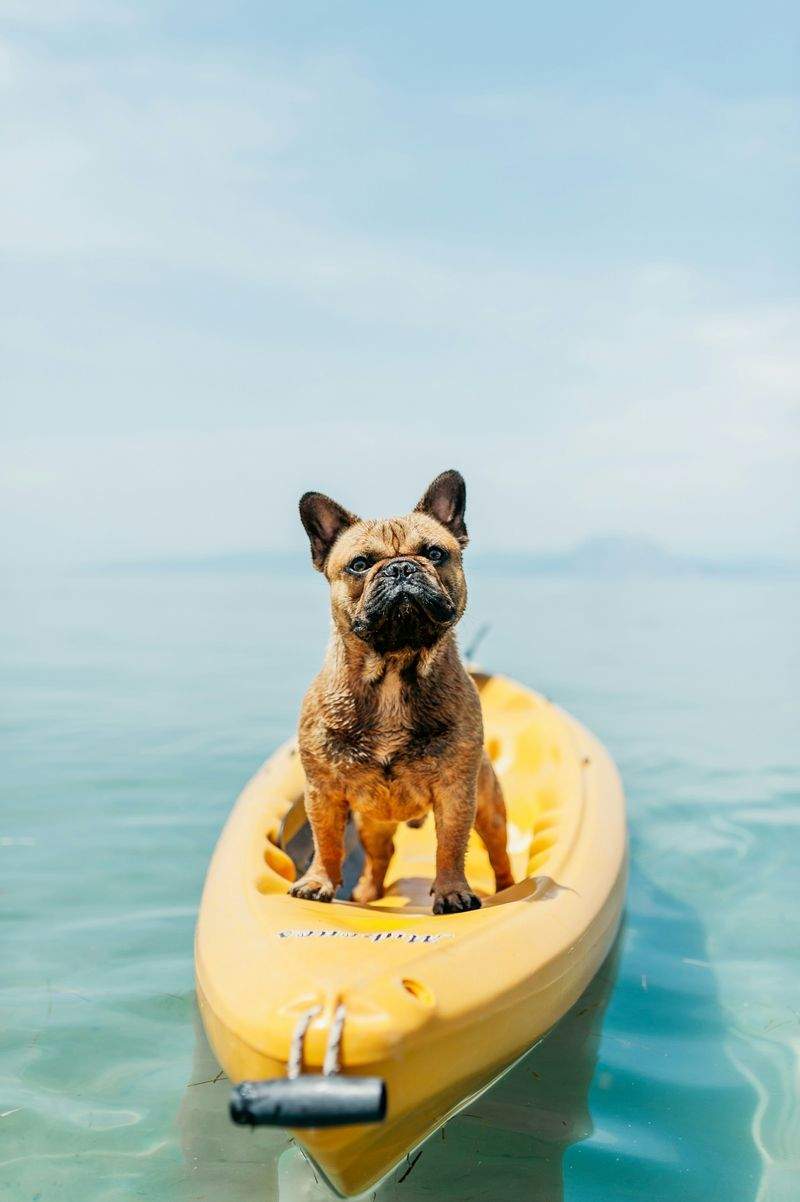 春のお散歩をもっと快適に。愛犬の体調管理と準備のポイント