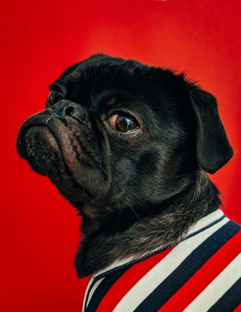 毎日のケアで差がつく。犬猫の健康チェック習慣