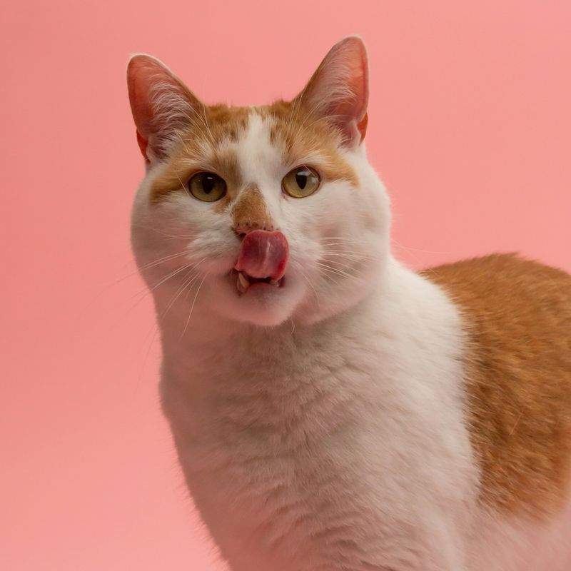 猫のグルーミングケア